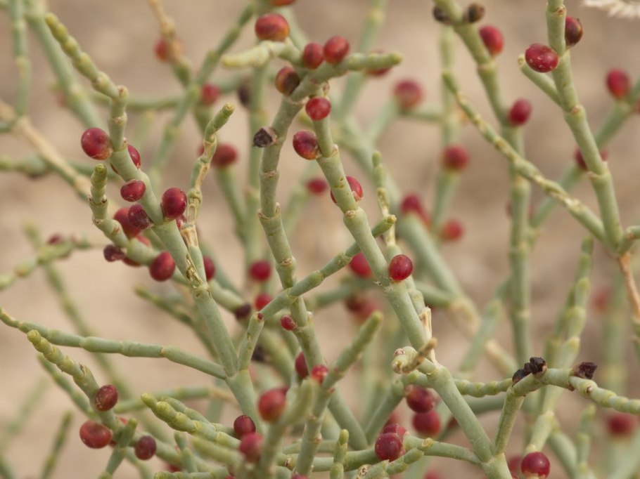 Анабазис безлистный