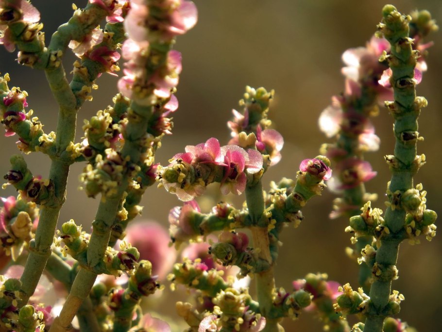 Ежовник членистый