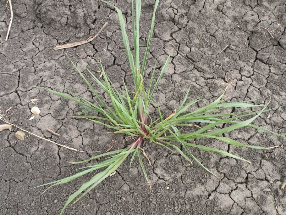 Ежовник солончаковый