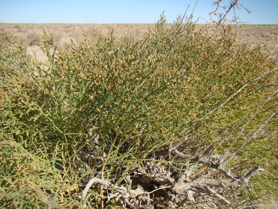 Ежовник меловой