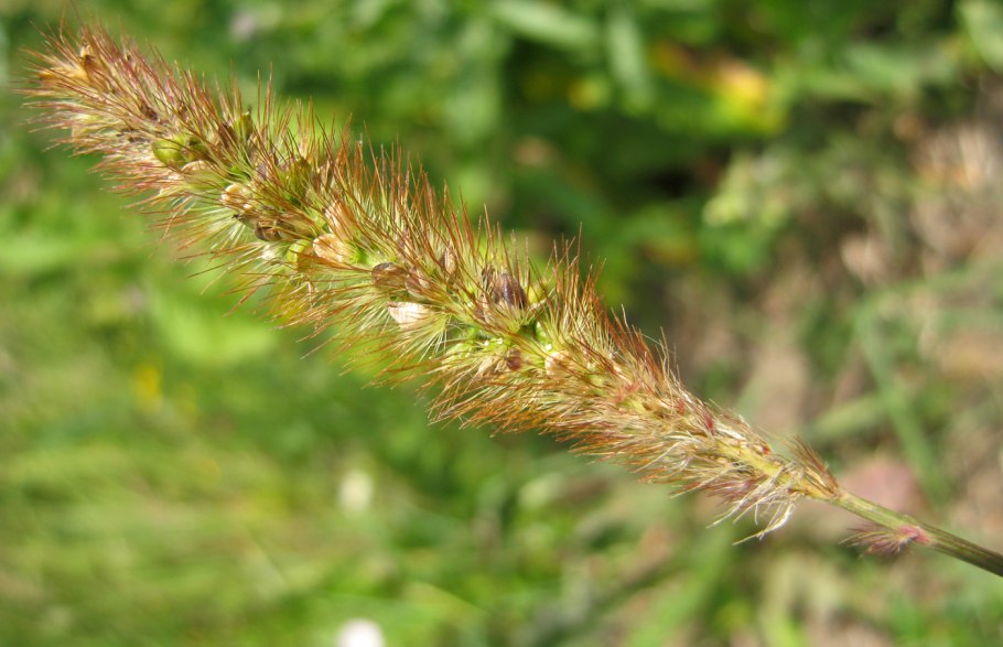 Ежовник петушье (куриное) просо