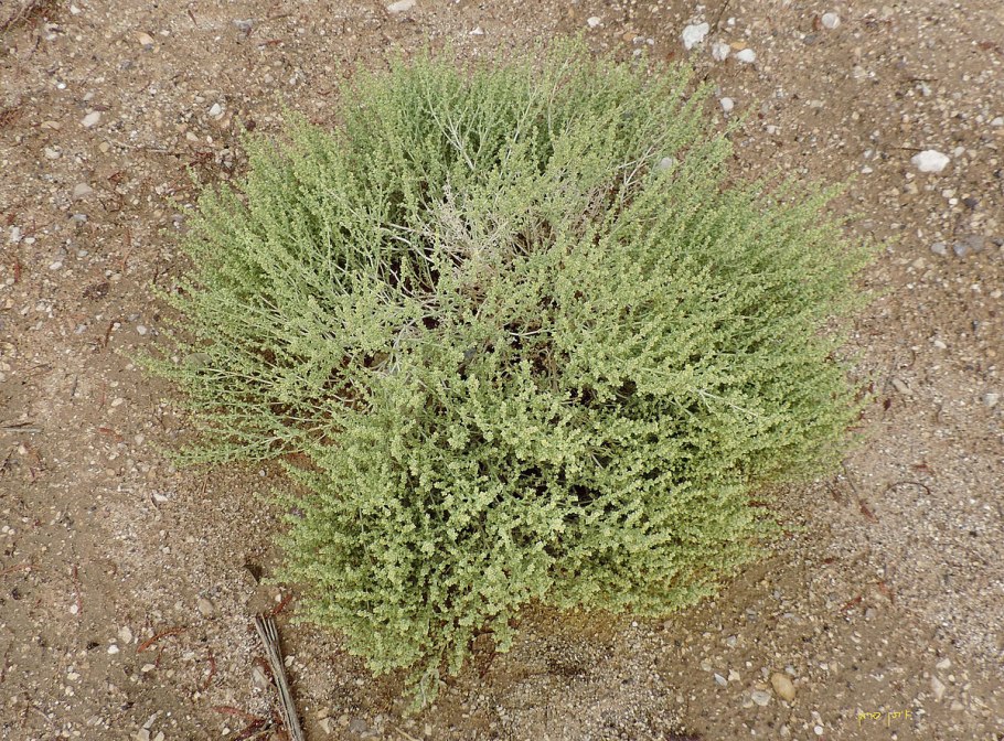 Ежовник фиолетовый