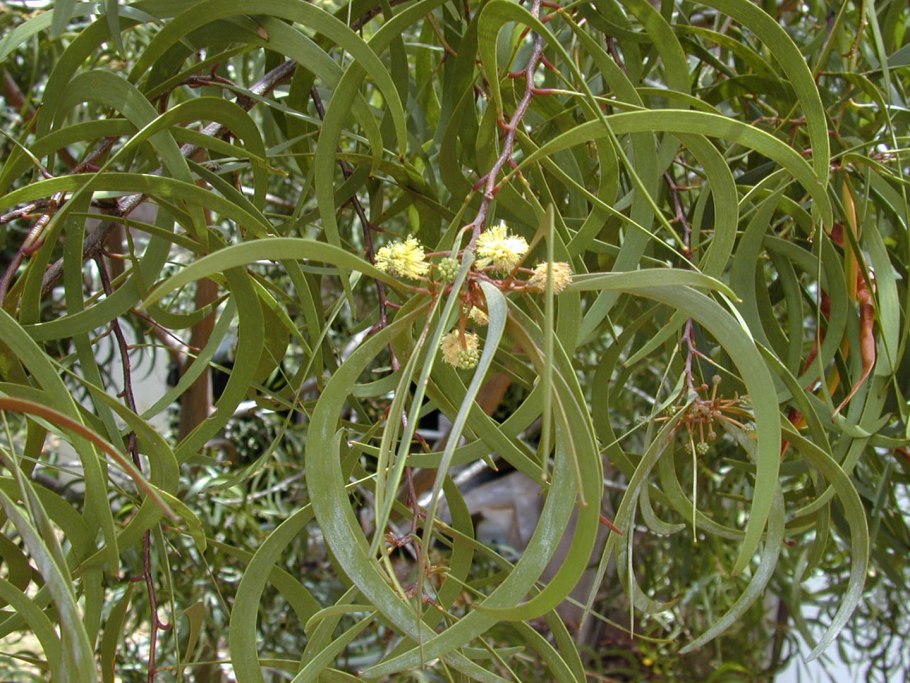 Гавайские КОА