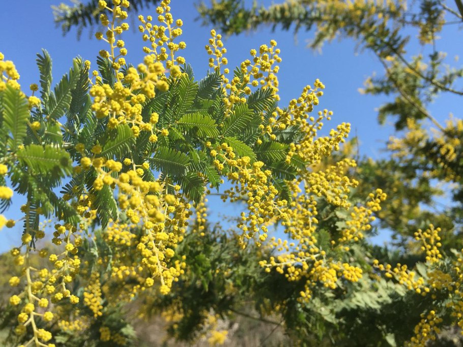 Acacia phlebophylla