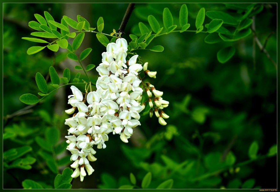 Акация КОА лист