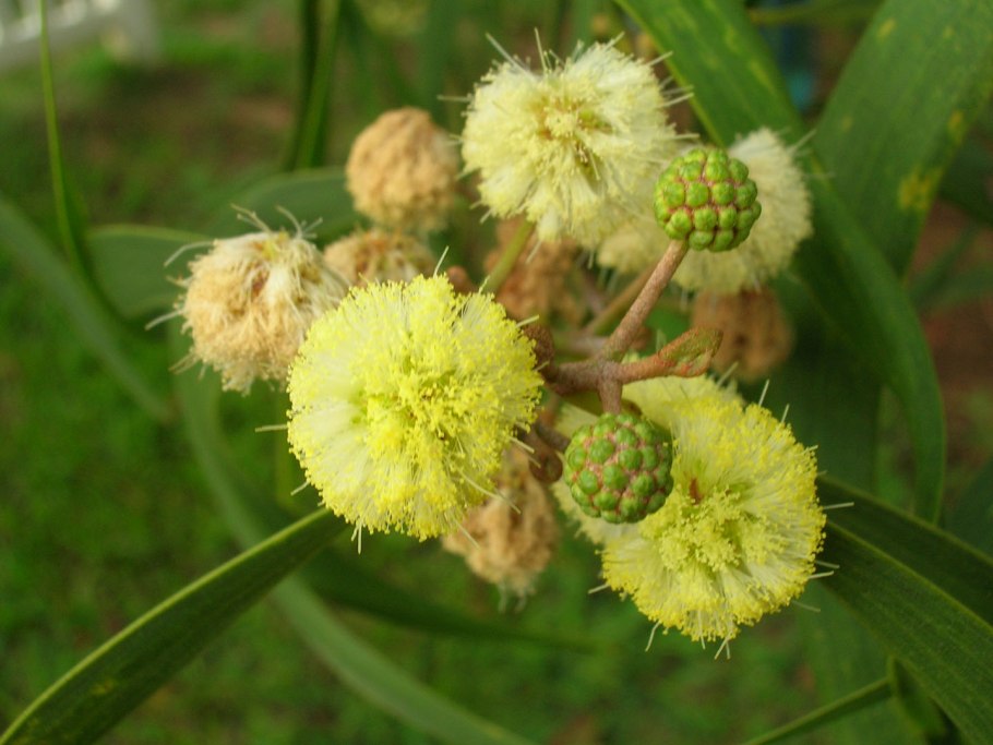 Продолжительность жизни акации