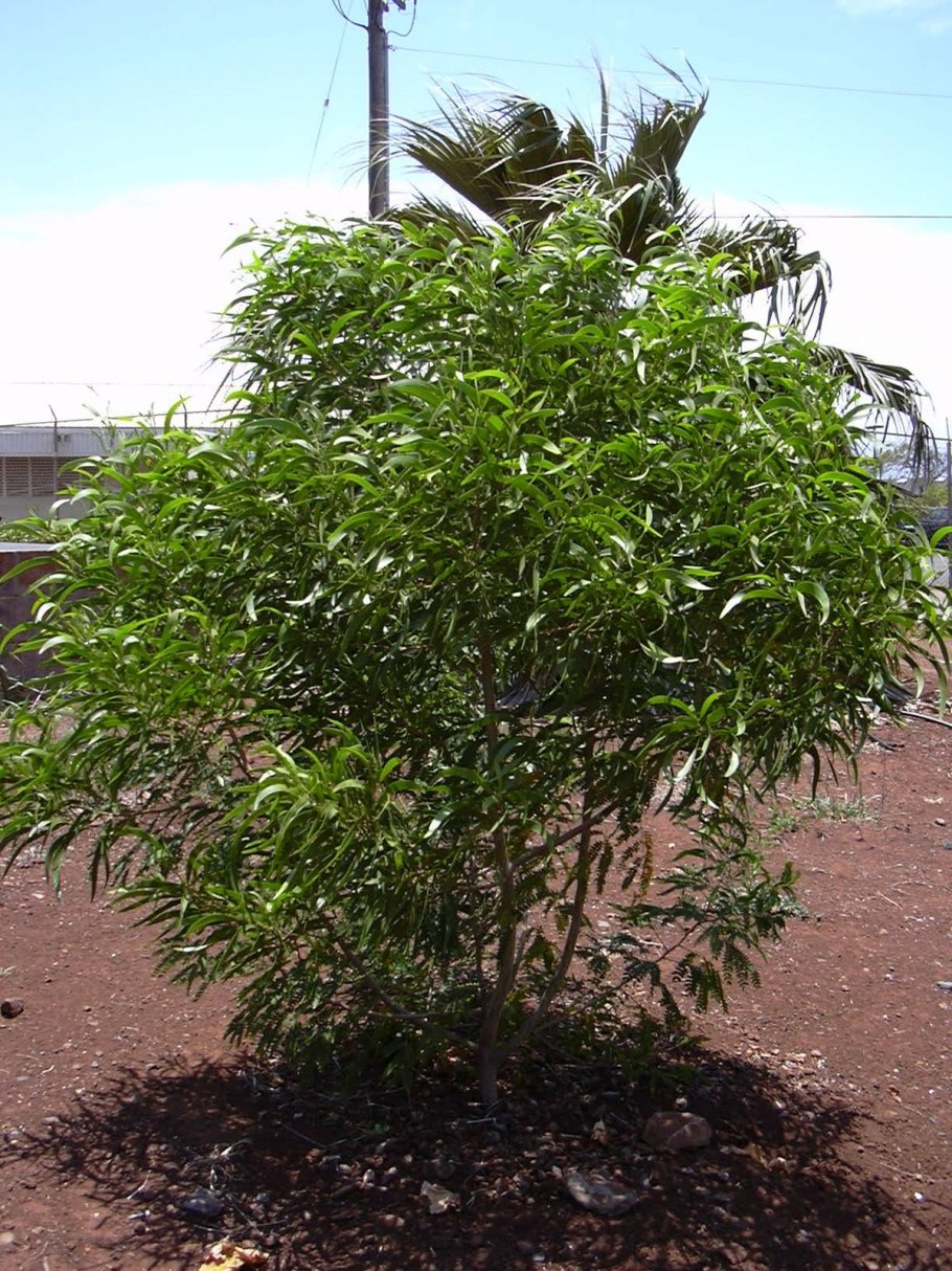 Канадская Робиния