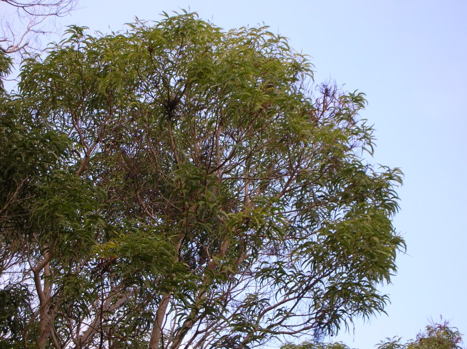 Акация белая Робиния дерево