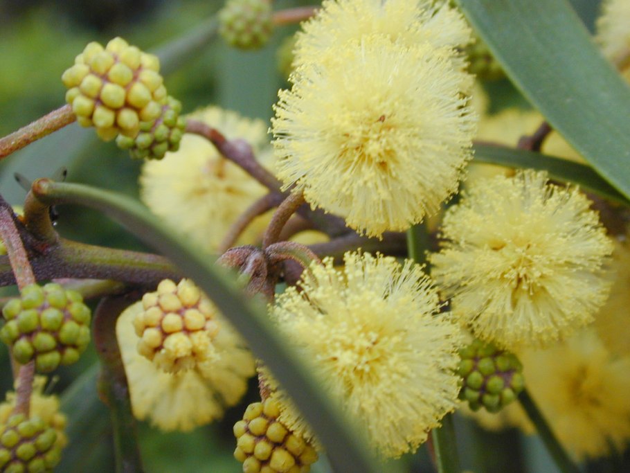 Акация Нильская