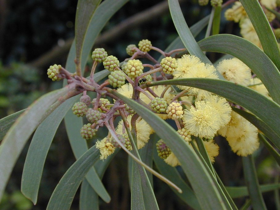 Робиния Лжеакация дерево
