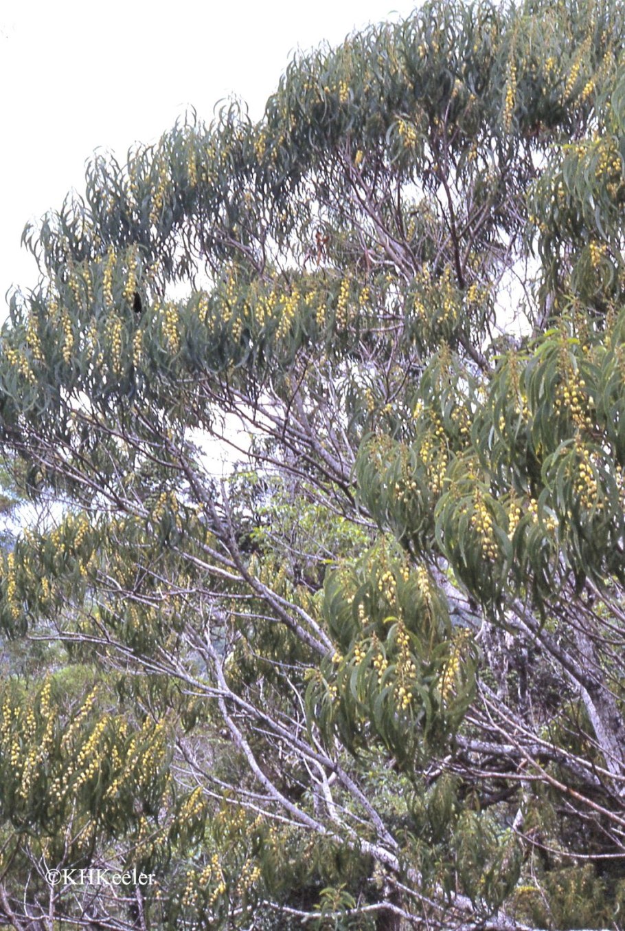 Акация миртолистная