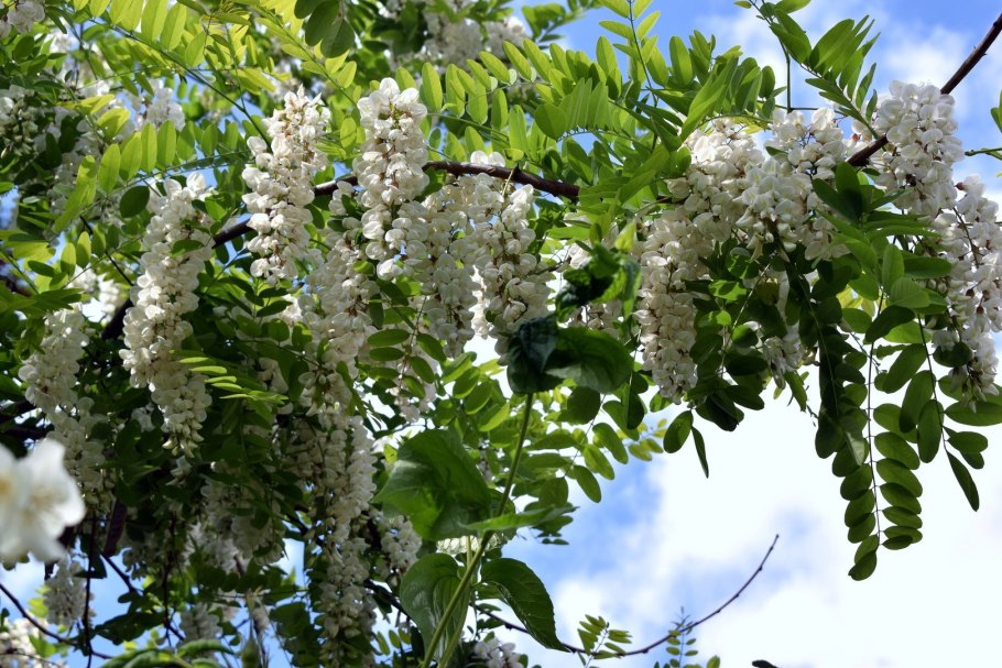 Акация миртолистная