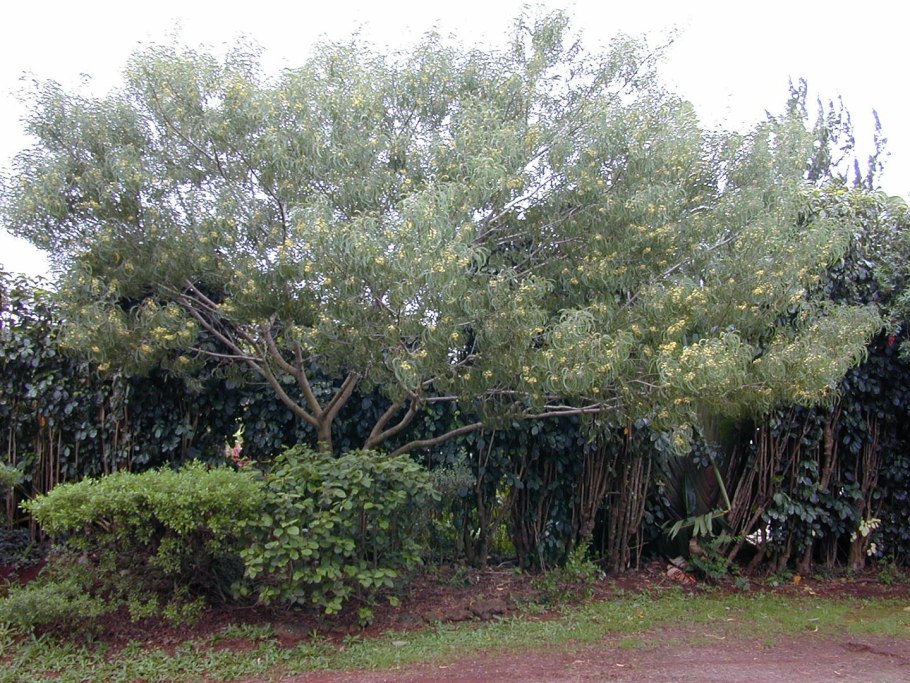 Акация белая (Робиния)