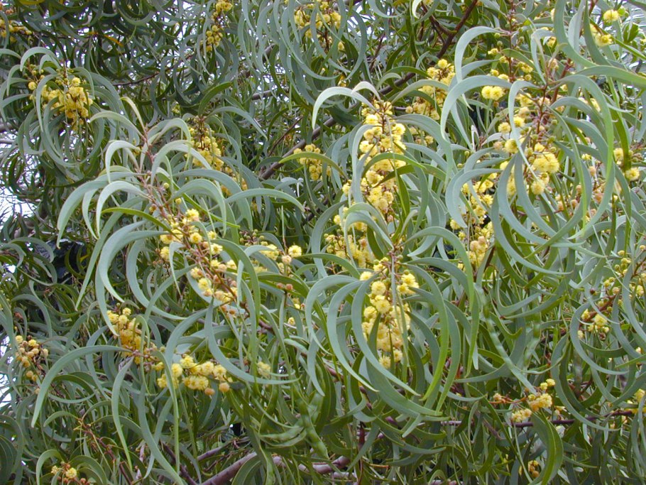 Акация КОА фото