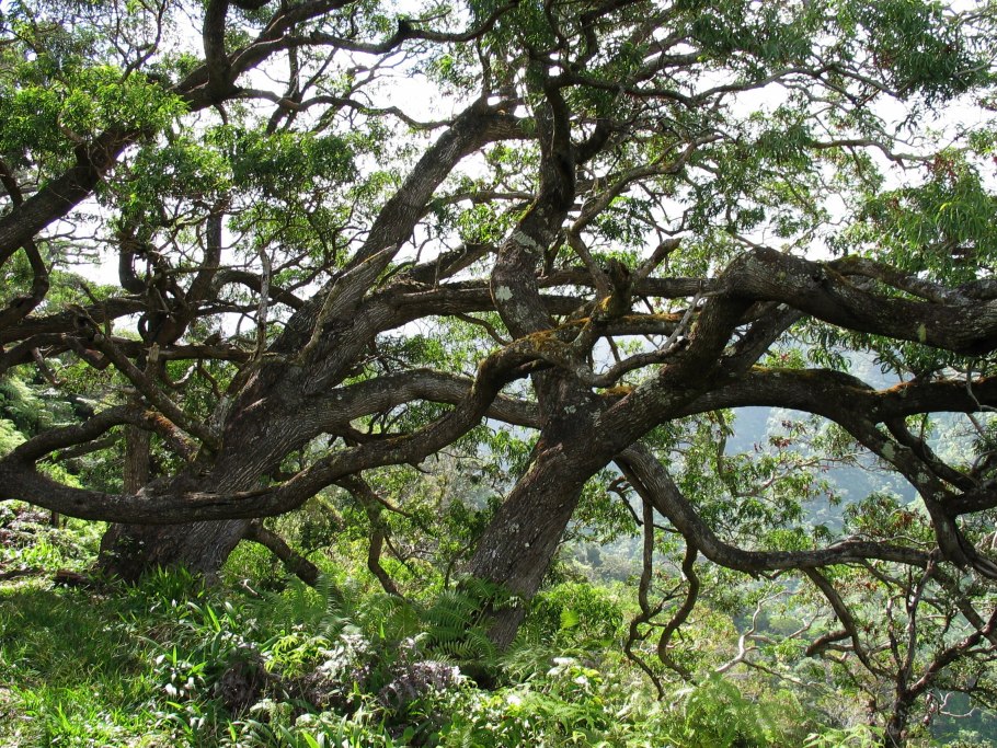 Сандаловое дерево южной индии