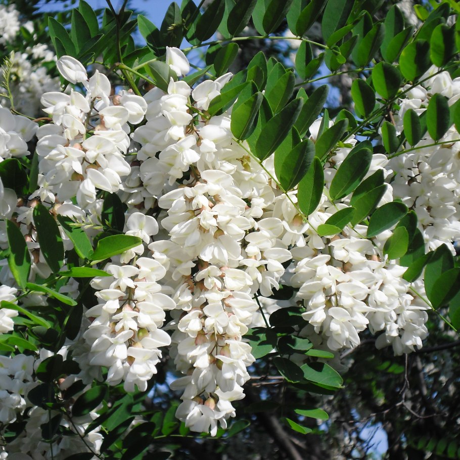 Белая Акация (Робиния псевдоакация)