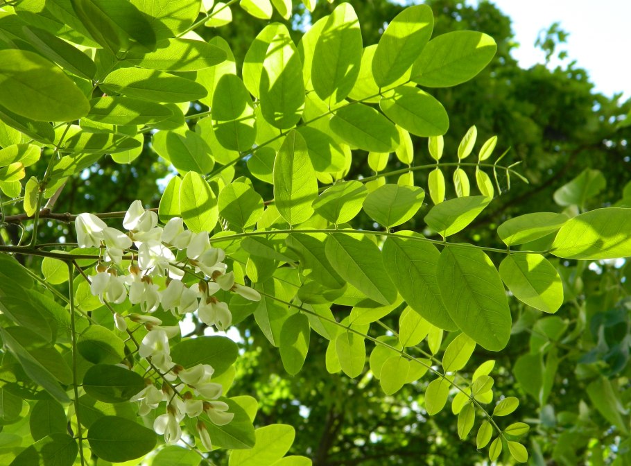 Акация белая (Робиния) (с3)