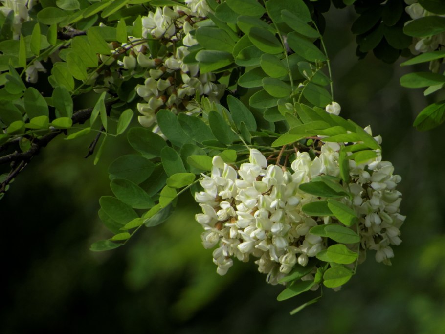 Акация молдавская