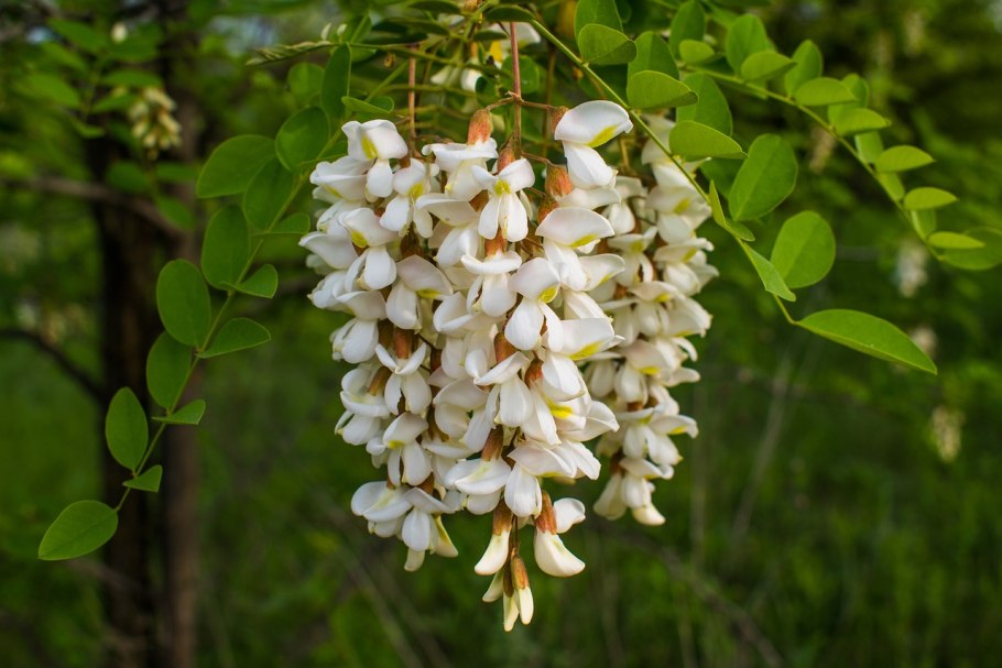 Нильская Акация дерево