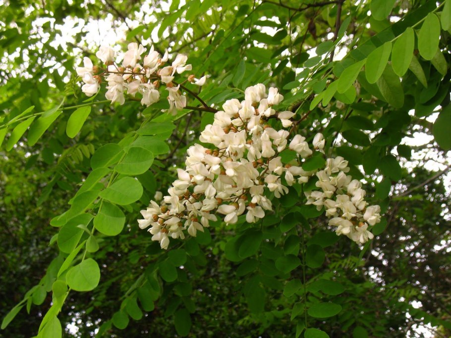 Робиния Лжеакация