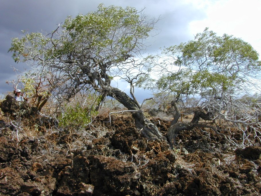 Африканская длиннолистная Акация