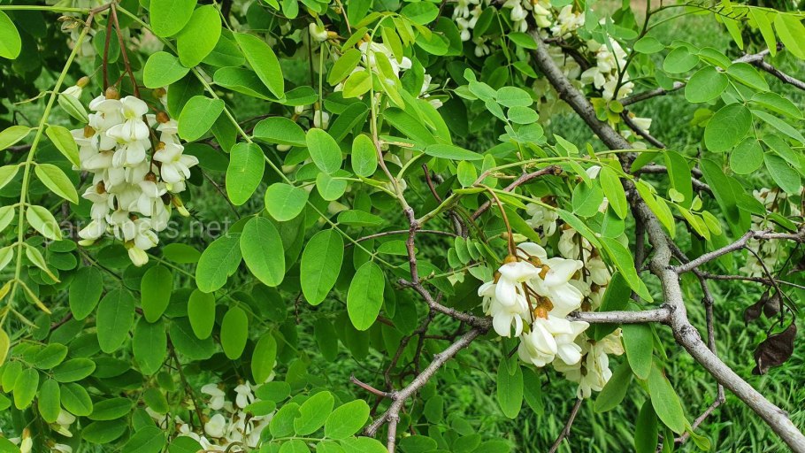 Трехлистная акация