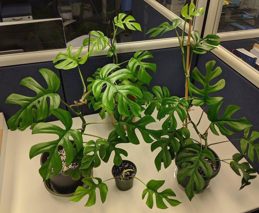 Рафидофора искривлённая