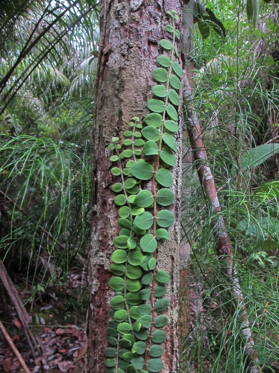 Монстера Минима Рафидофора