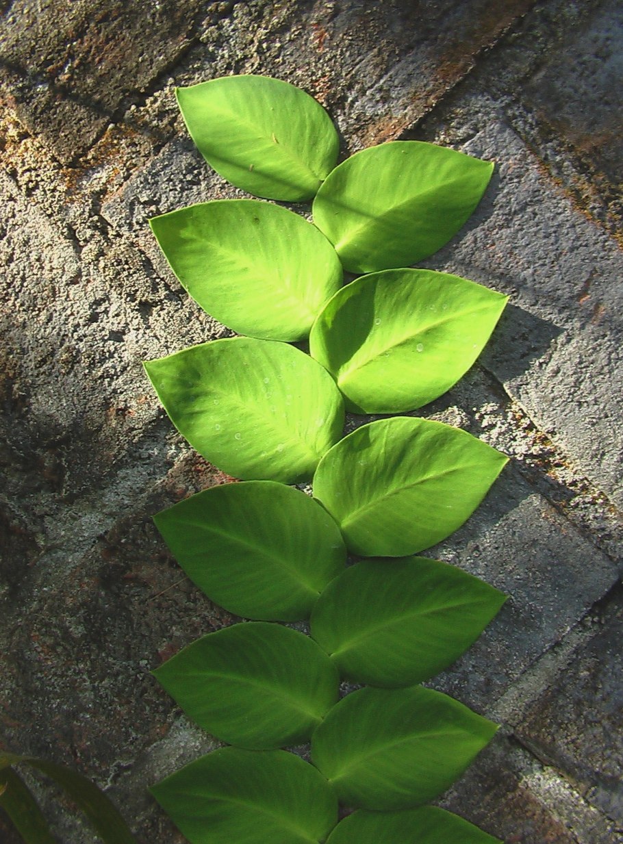 Филодендрон Рафидофора тетрасперма