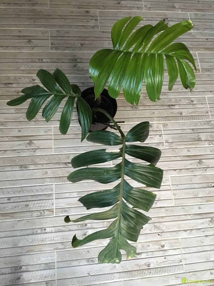 Филодендрон лацерум