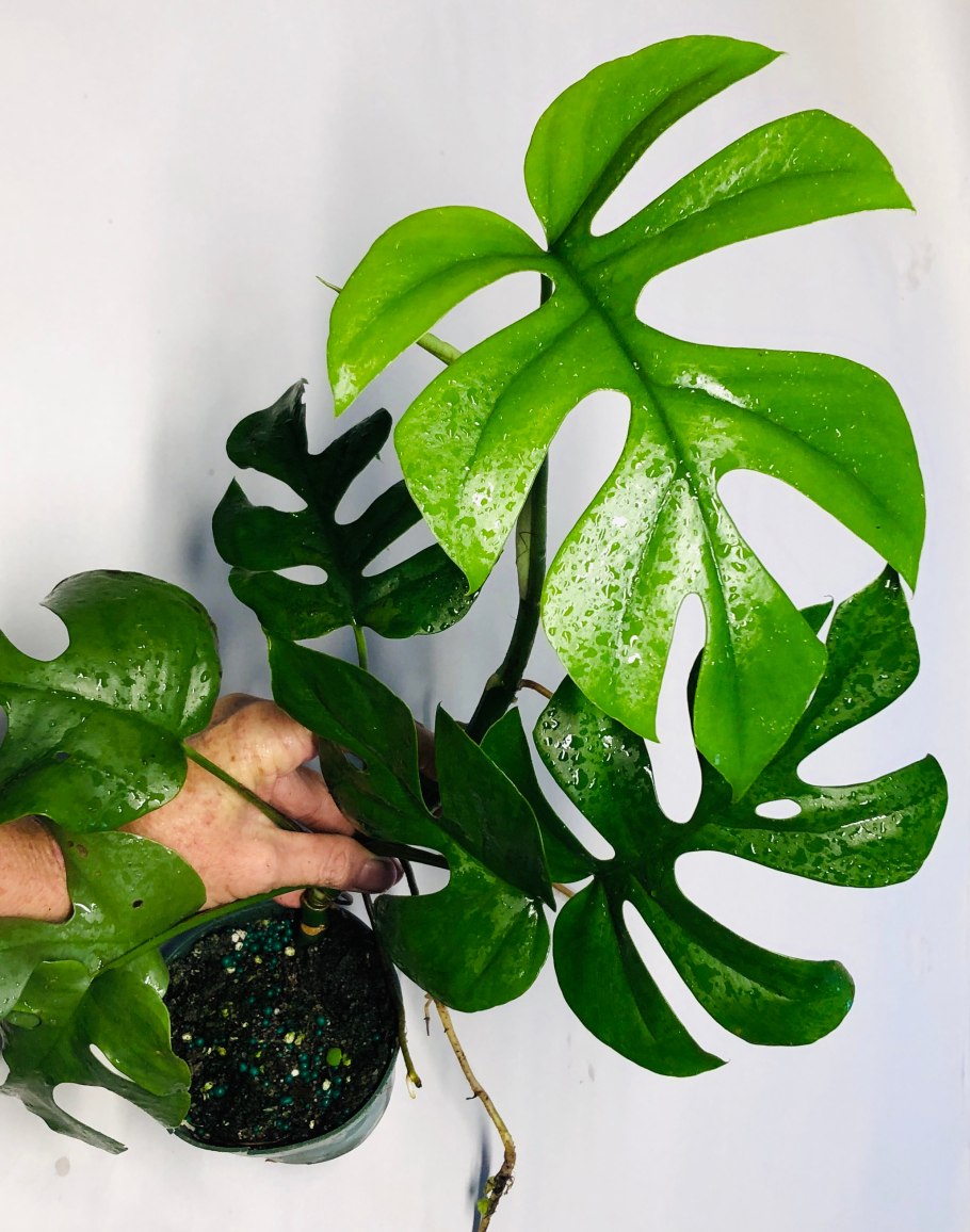 Филодендрон Рафидофора