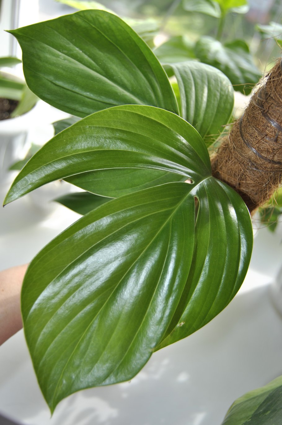 Рафидофора тетрастигма