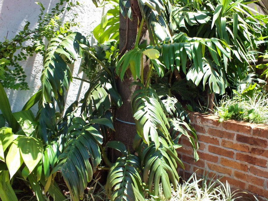 Рафидофора тетрастигма