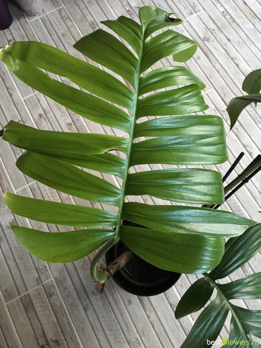 Филодендрон Рафидофора
