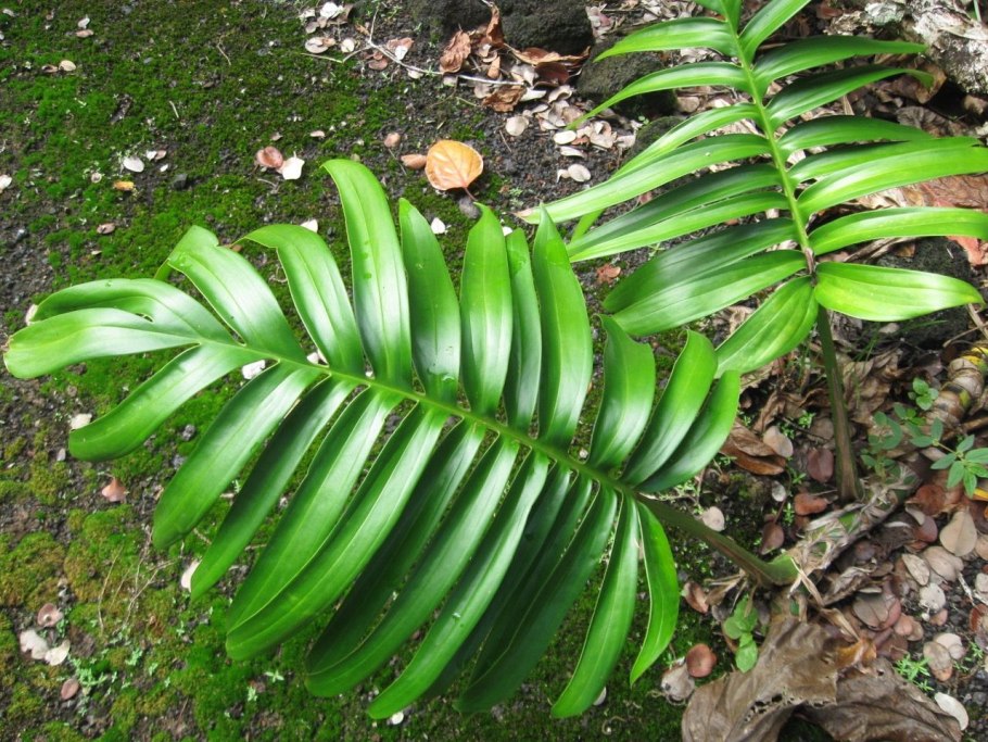 Монстера Эпипремнум пиннатум