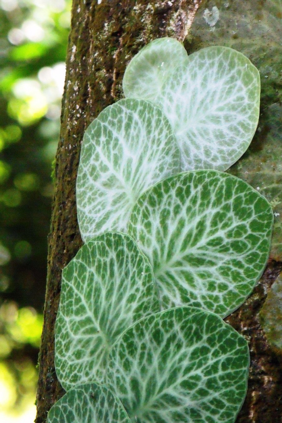 Монстера Рафидофора тетрасперма