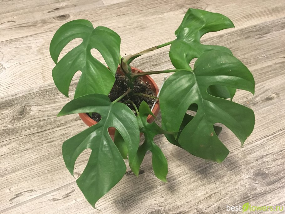 Монстера Рафидофора