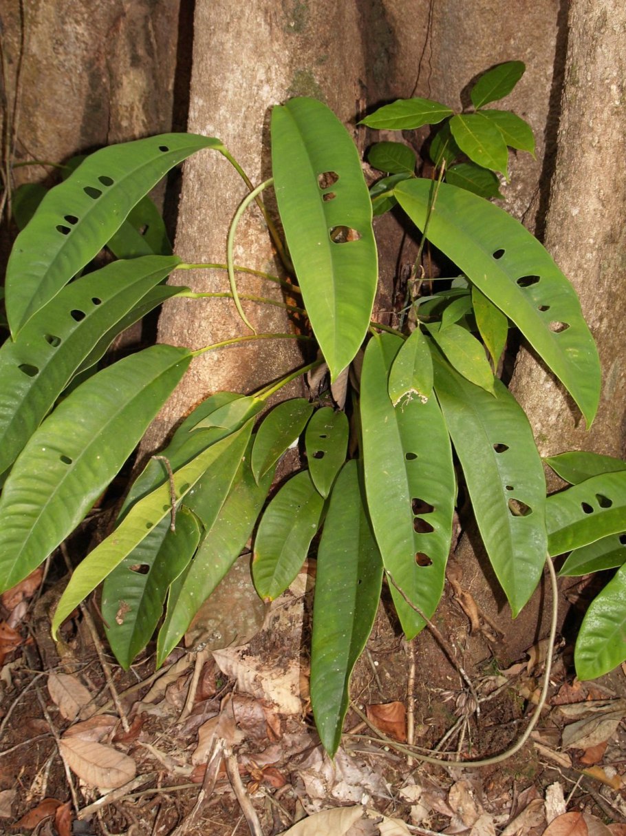 Рафидофора фораминифера