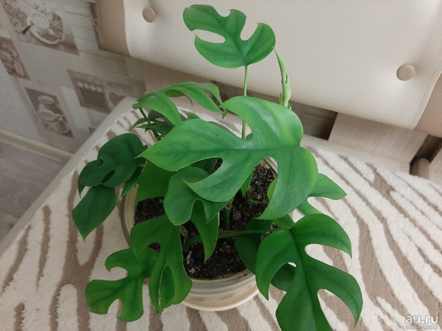 Рафидофора тетрастигма