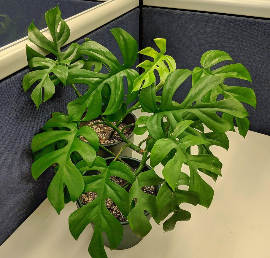 Филодендрон Рафидофора