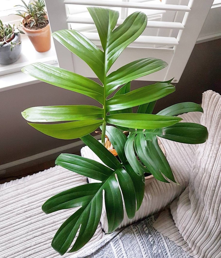 Лиана Рафидофора