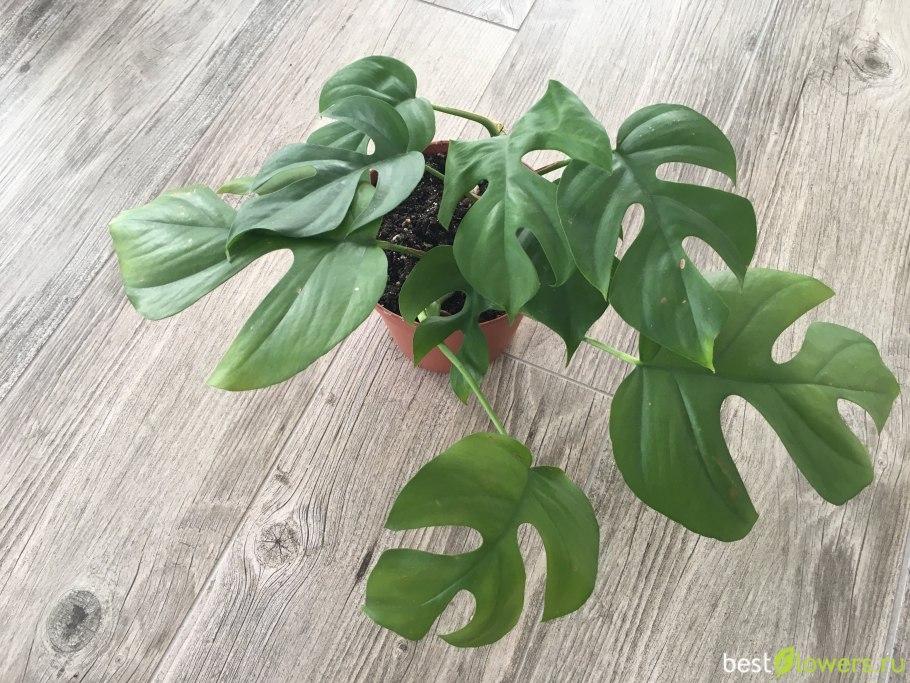 Монстера Минима Рафидофора