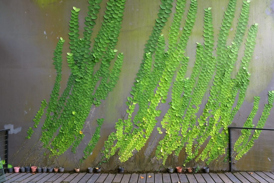 Рафидофора четырехсемянная