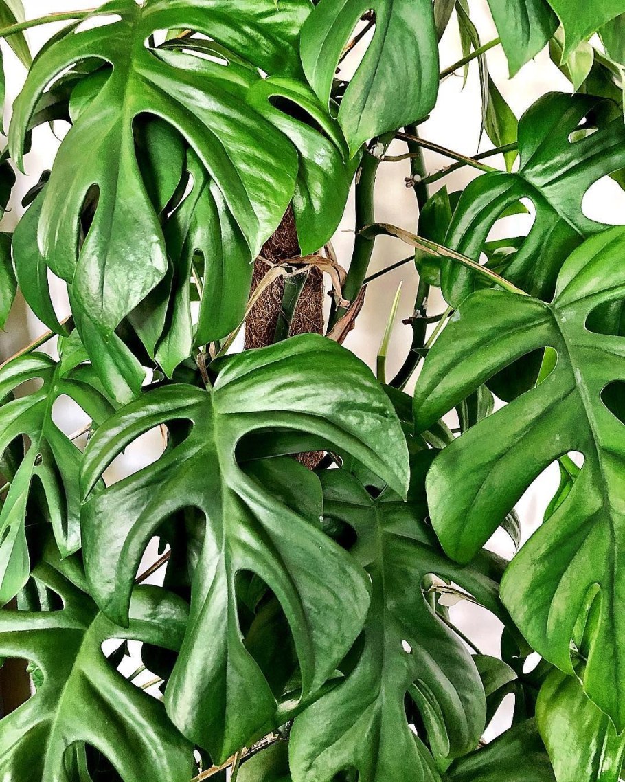 Монстера Минима Рафидофора