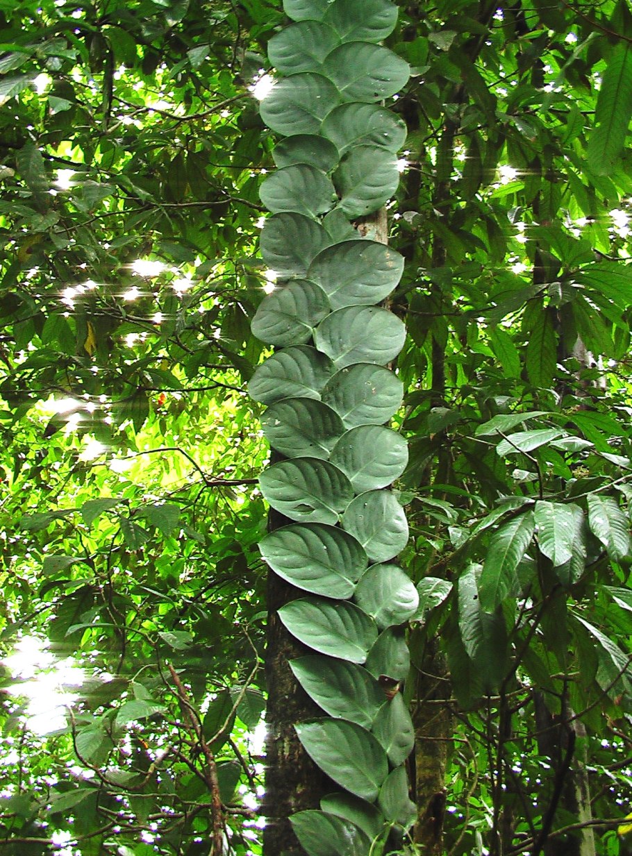 Филодендрон Рафидофора