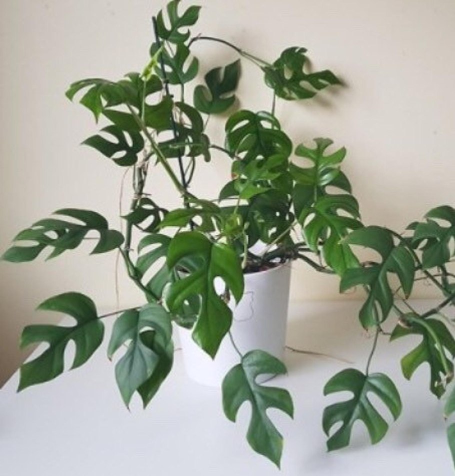 Филодендрон Рафидофора