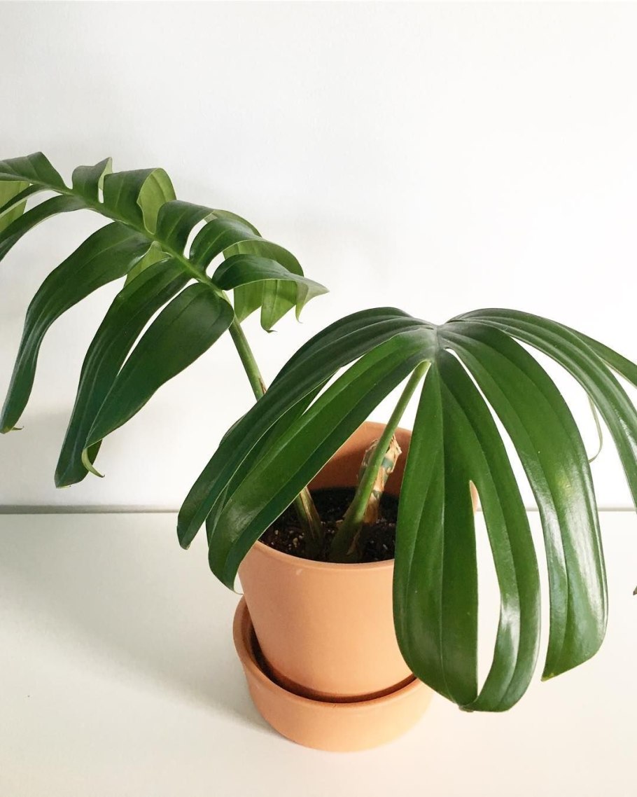 Монстера Минима