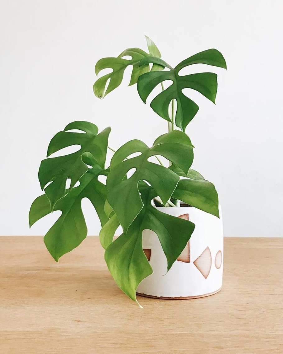 Рафидофора тетрасперма