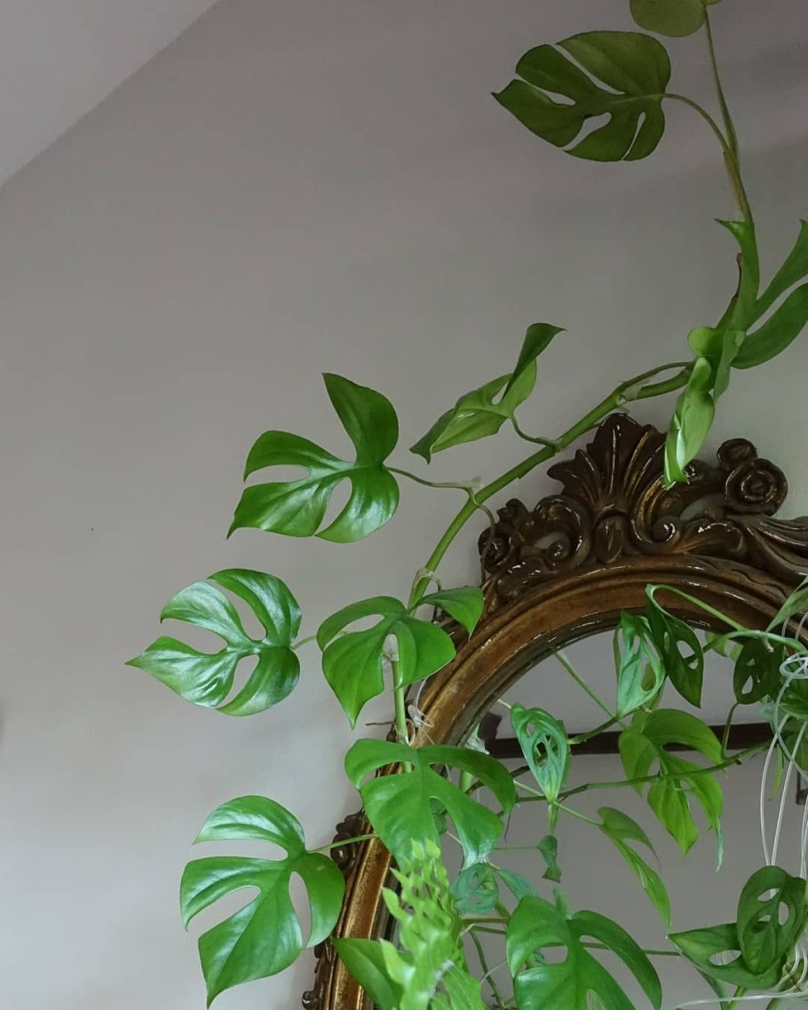 Филодендрон Рафидофора