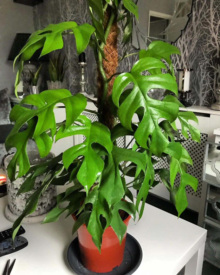 Рафидофора крупнолистная